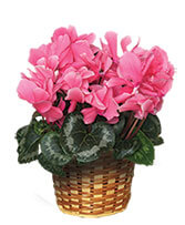 FLOWERING CYCLAMEN Blooming Plant