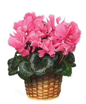 FLOWERING CYCLAMEN Blooming Plant