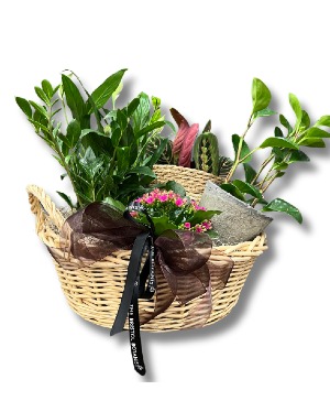 Flowering Dish Garden Designer's Choice