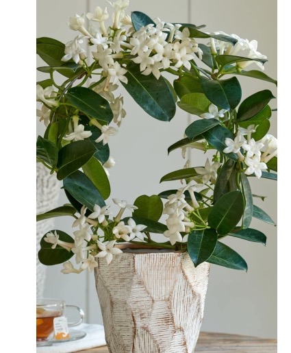 Flowering Stephanotis Plant 