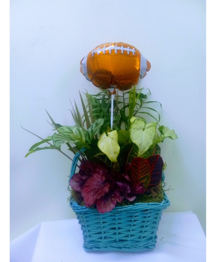Football dish garden Plant