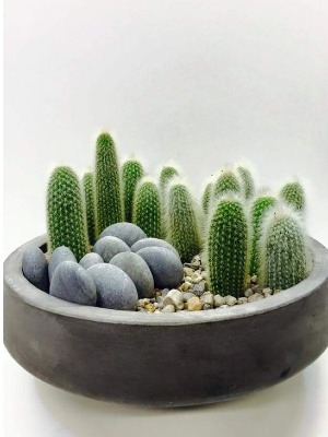 For the Love of Cacti 