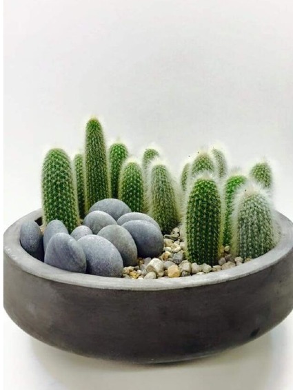 For the Love of Cacti 