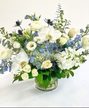 freeform compact Blue Hydrangea mix