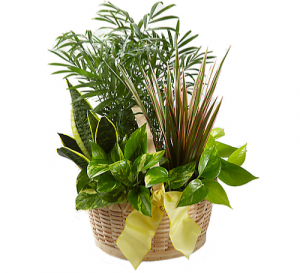 French Garden Basket 
