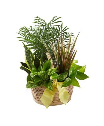 French Garden C23-4886 Green Plants