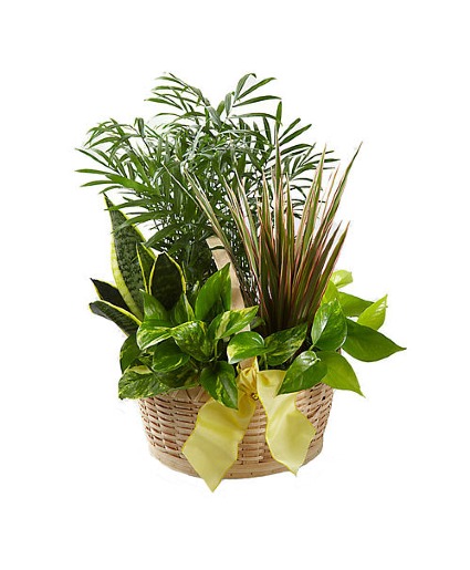 French Garden C23-4886 Green Plants