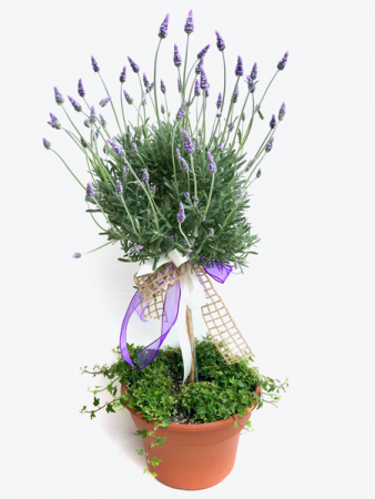 amazon pineapple planter Pineapple Planter main image 0