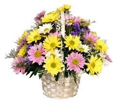 Fresh as a Daisies  Basket Arrangement