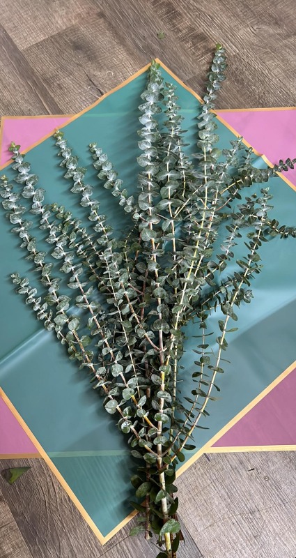 Fresh Baby Eucalyptus bundles 