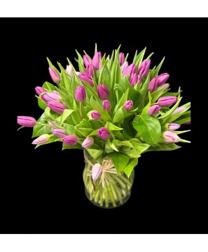 Fresh Bloom Tulips 