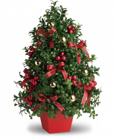 Fresh Boxwood Tree  Boxwood Tree Centerpiece