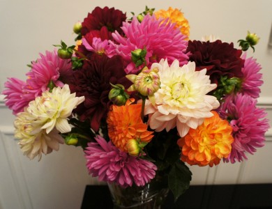 Fresh Cut Garden Dahlias  Vase Arrangement