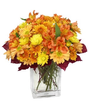 AMBER WAVES Arrangement