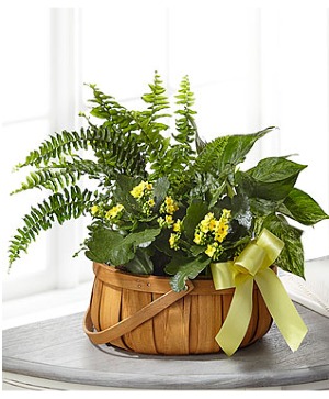 FTD Always Dear Dishgarden 