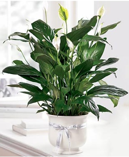FTD Comfort Planter 