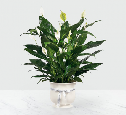 Ftd exclusive peaceful planter 