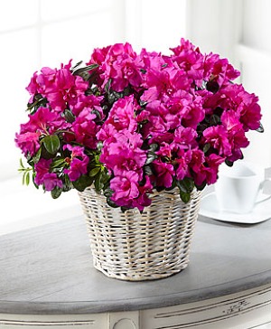 FTD Hope & Serenity Azalea Plant 