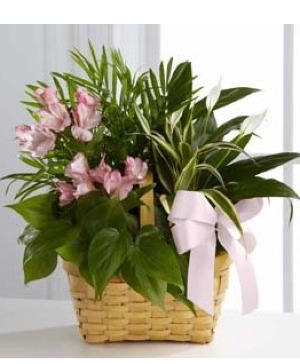 FTD Living Spirit Dish Garden 