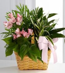 Living Spirit Dishgarden Planter