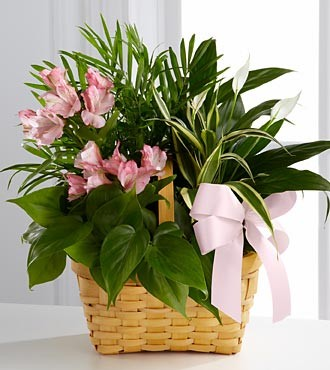 Living Spirit Dishgarden Planter