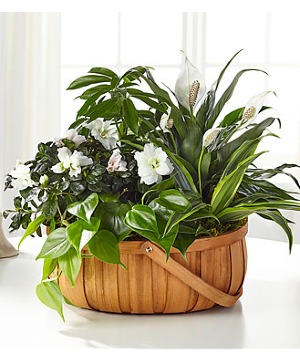 FTD Serene Dish garden 