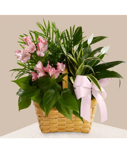FTD The Living Spirit Dishgarden Arrangement
