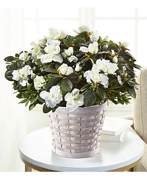 FTD White Azalea Plant plant