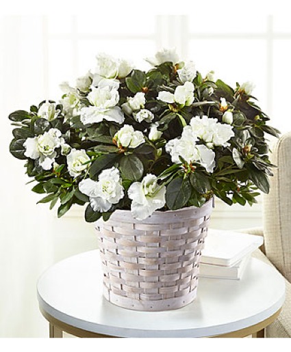 FTD White Azalea Plant plant