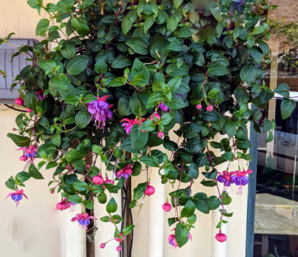 Fuchsia Hanging Basket Plant in Tillamook, OR - ANDERSON FLORIST