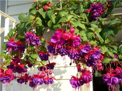 fuchsia hanging plant 