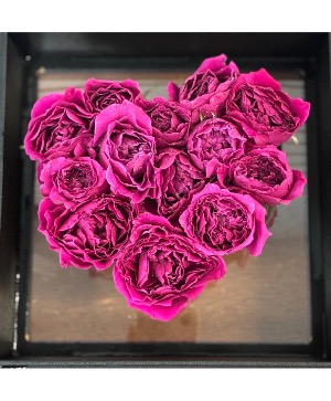 Fuchsia love  
