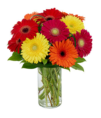 full of gerberas special occasion