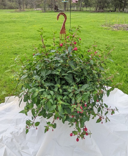 Fushia Hanging Basket