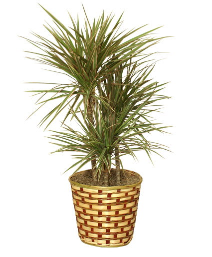 Standard Red Margined Dracaena Plant Plant
