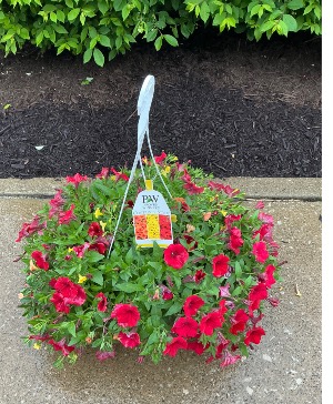 Galiant Hanging Basket