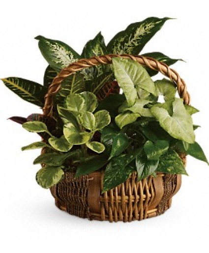 Garden Basket  