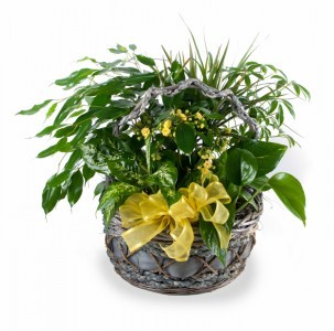 Garden Basket Mixed green and flowering plants