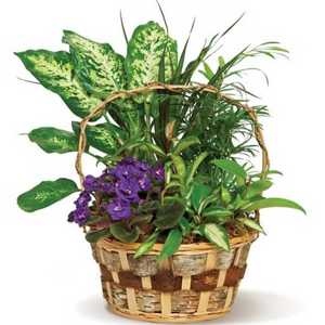 Garden basket  Roma florist & Greenhouse 