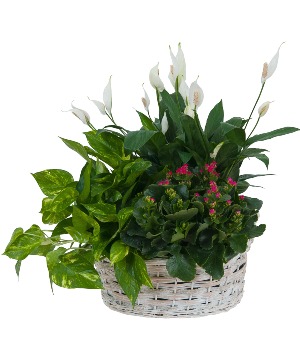 Garden Basket With Bloomer Basket
