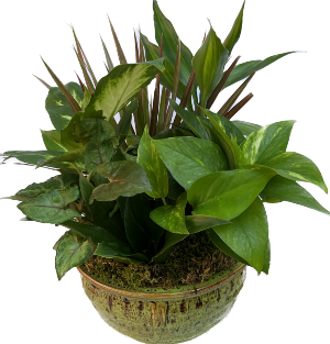 Garden Delight Plant Garden