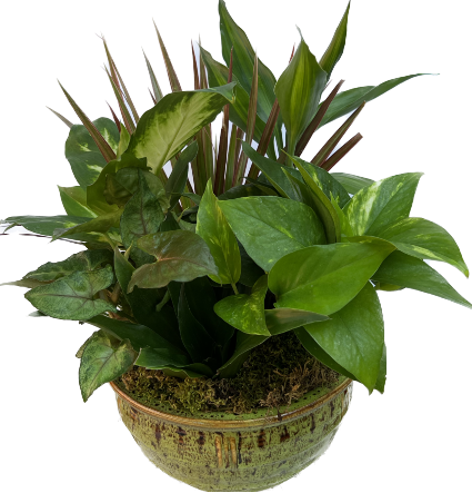 Garden Delight Plant Garden