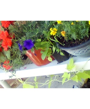 Garden design outdoor