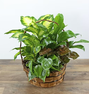 Garden in a Basket 