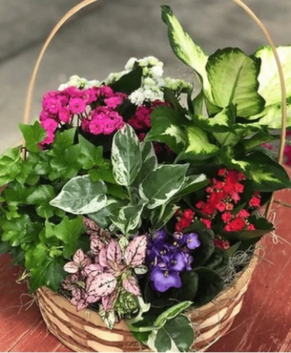 Garden In Bloom Basket Plant Basket