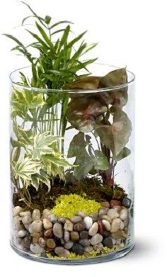 Garden in Glass Plants For Him in Los Angeles, CA | MY BELLA FLOWER