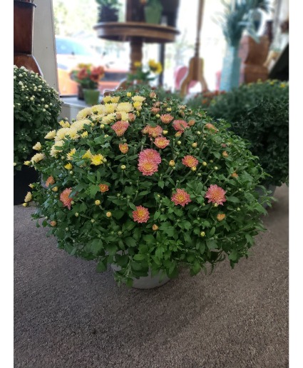 Garden Mum  