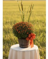 Garden Mum  Fall Blooming Plant