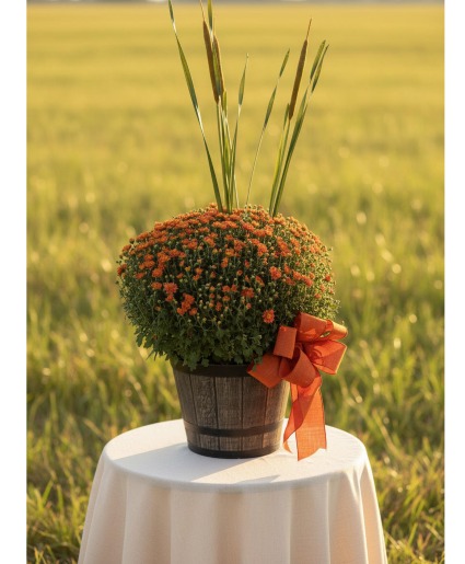 Garden Mum  Fall Blooming Plant