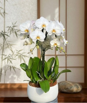 Garden Orchid  orchids 